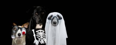 Üç köpek Cadılar Bayramı 'nı zombi, hayalet ve Skrull kostümüyle kutluyor. Siyah arkaplanda izole