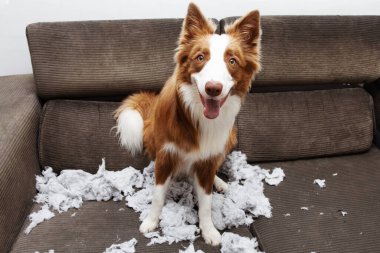 Komik köpek masum bir ifadeyle kanepede yastığı ısırıyor.