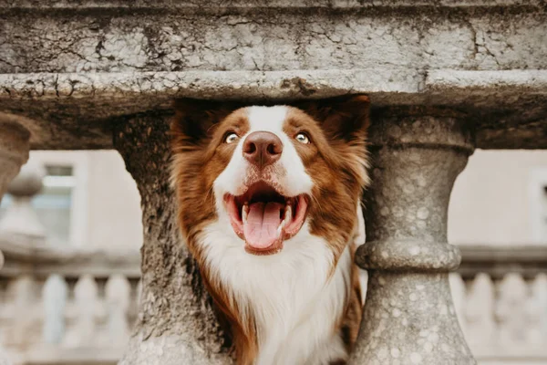 Retrato Cão Collie Borda Feliz Férias Rua Livre Pet Conceito — Fotografia de Stock