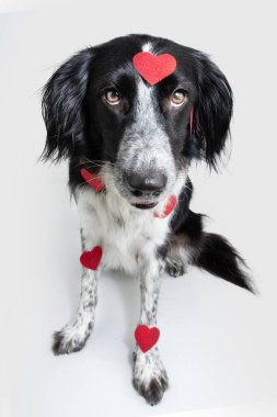 Sevgililer gününü kırmızı kalplerle kutlayan bir köpek. Beyaz arkaplanda izole