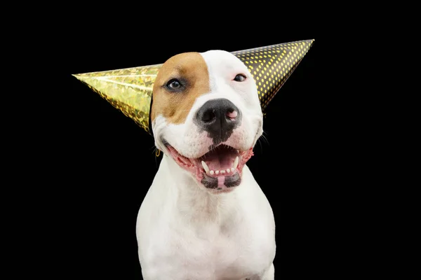 Grappige Vrolijke Hond Die Nieuwjaar Verjaardag Carnaval Viert Met Twee — Stockfoto