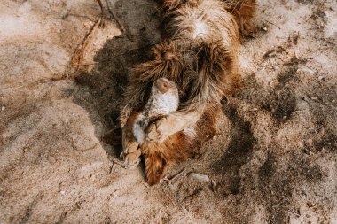 Kirli ve suçlu hudut köpeği yaz mevsiminde köpek gibi debeleniyor..