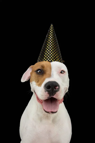 Amerikaanse Staffordshire Hond Draagt Een Feestmuts Ter Viering Van Nieuwjaar — Stockfoto