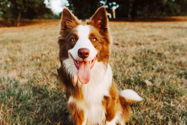 Retrato Feliz Fronteira Vermelha Collie Cão Contra Prado — Fotografia de Stock