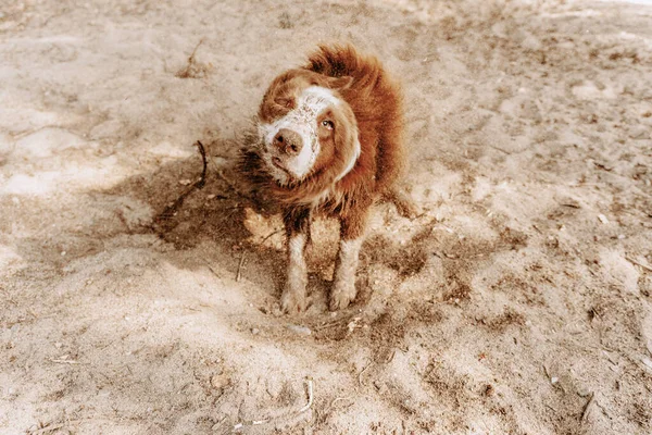 Портретная Собака Стряхивает Воду Песок После Ванны — стоковое фото