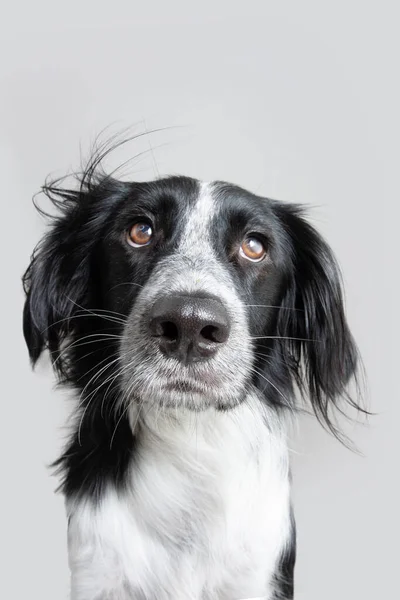 Portrait Serious Expressive Eyes Dogs Isolated Gray Background — Stock Photo, Image