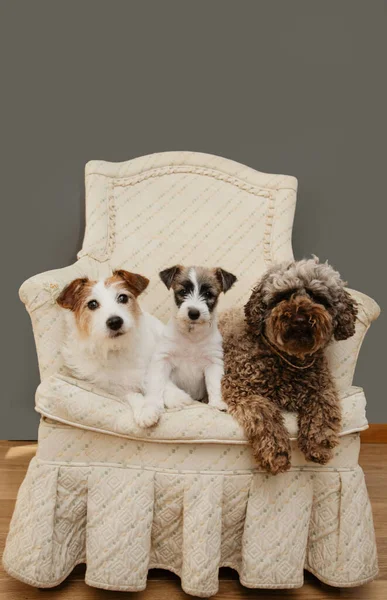Retrato Tres Perros Cachorro Sentado Sofá Casa — Foto de Stock