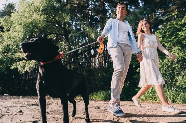 Bella Coppia Sta Camminando Con Labrodor Nero Guinzaglio Gli Amanti — Foto Stock