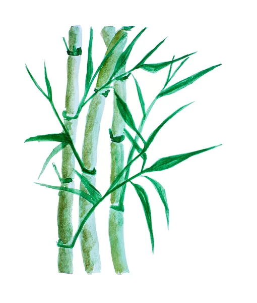 Bambou vert avec des feuilles — Photo