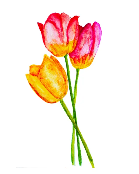 Nazik Lale çiçek — Stok fotoğraf