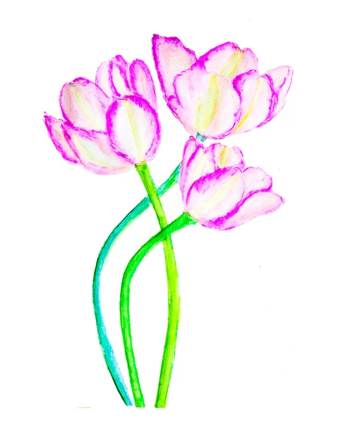 Flores de tulipas doces — Fotografia de Stock