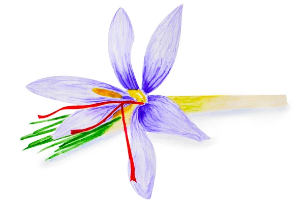 Piękny krokus kwiat. — Zdjęcie stockowe