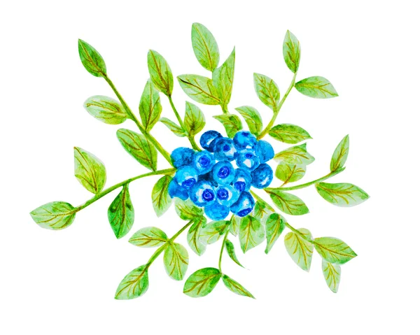 ブルーベリーと緑の葉 — ストック写真