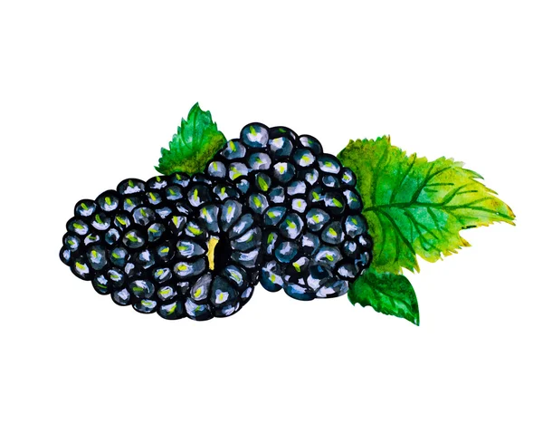 Tasty blackberries. watercolor painting — Stockfoto