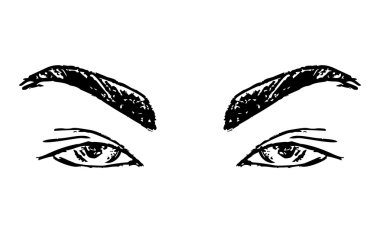 Dişi gözler ve kaşlar. Kadın gözü tasarımı. Vektör illüstrasyonu