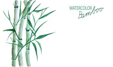 Yeşil Bambu suluboya izole