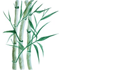 Yeşil Bambu suluboya izole