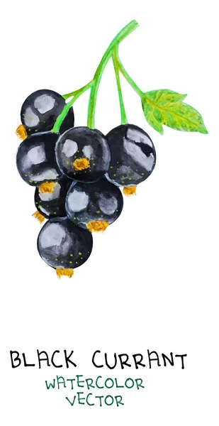 beyaz izole lezzetli Siyah frenk üzümü