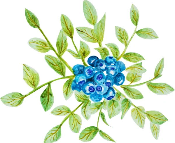 水彩のブルーベリーの葉 — ストックベクタ
