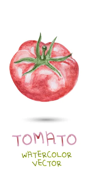 Tomate rouge aquarelle — Image vectorielle