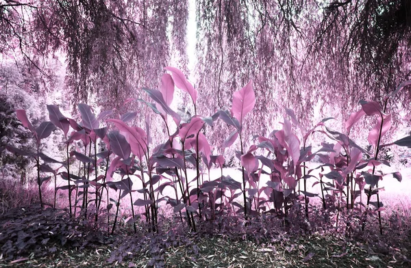 pateira de fermentelos Park