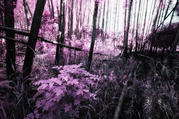 pateira de fermentelos Park