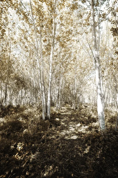 pateira de fermentelos Park