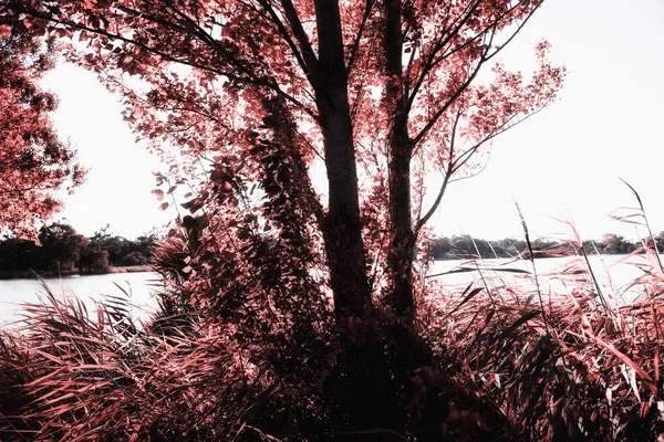 pateira de fermentelos Park