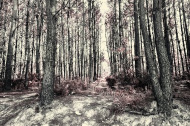 pateira de fermentelos Park