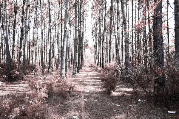 Parque de Pateira de Fermentelos — Foto de Stock