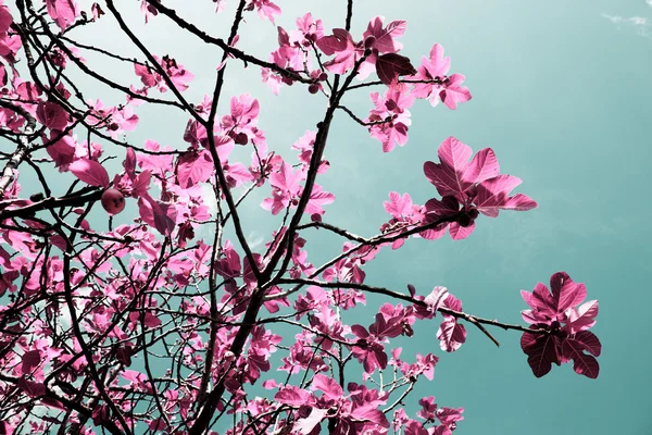 pateira de fermentelos Park