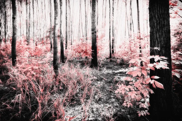 pateira de fermentelos Park