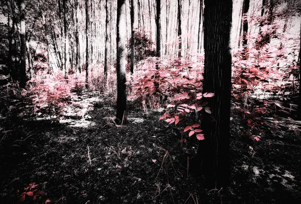 Parco di Pateira de Fermentelos — Foto Stock