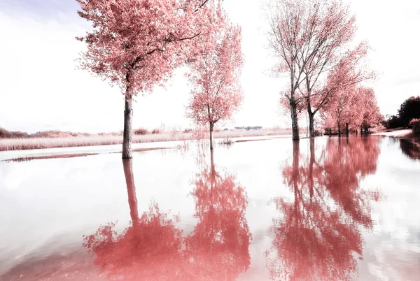 pateira de fermentelos Park