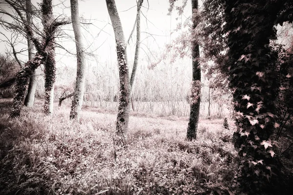 pateira de fermentelos Park