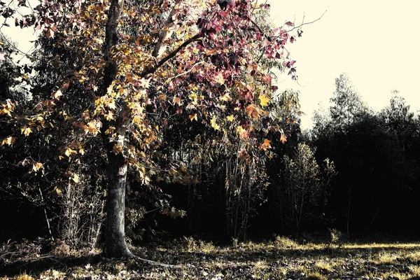 Pateira ・ デ ・ fermentelos の公園 — ストック写真