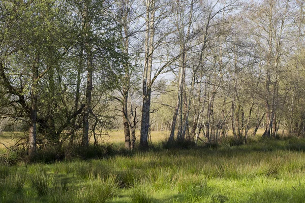 Park pateira de fermentelos — Zdjęcie stockowe