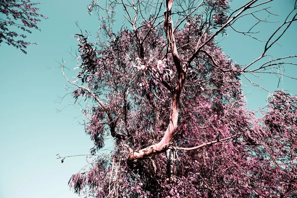 pateira de fermentelos Park