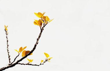 pateira de fermentelos Park