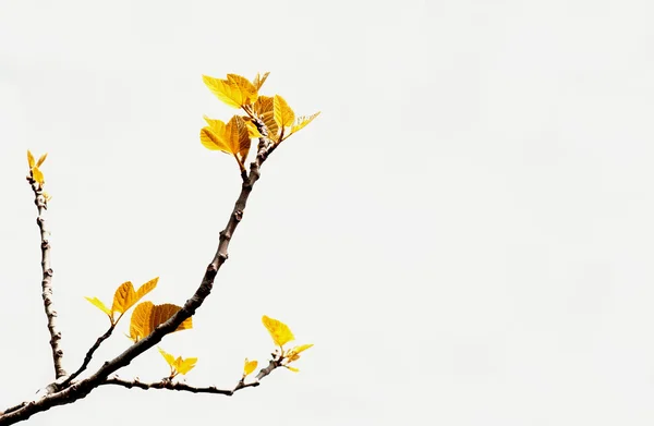 pateira de fermentelos Park