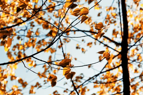 pateira de fermentelos Park