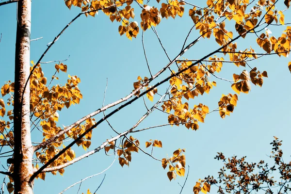 pateira de fermentelos Park