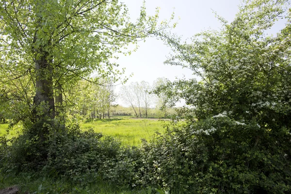 pateira de fermentelos Park