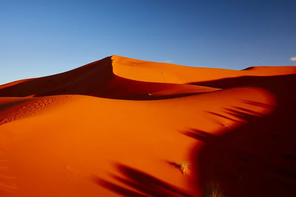 Zandduinen in de Sahara woestijn, Merzouga, Marokko — Gratis stockfoto