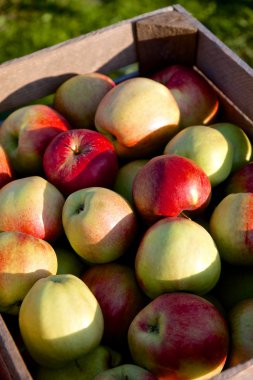  Eski bir ahşap sandık elma 