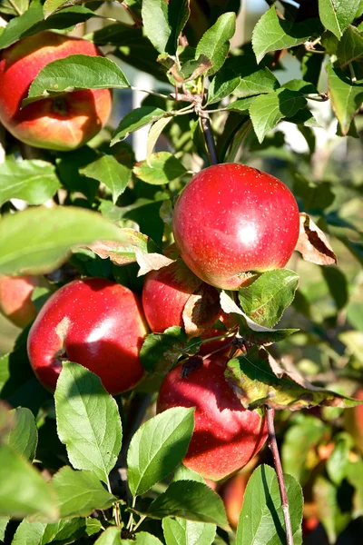Ветка с большим количеством красных яблок — стоковое фото