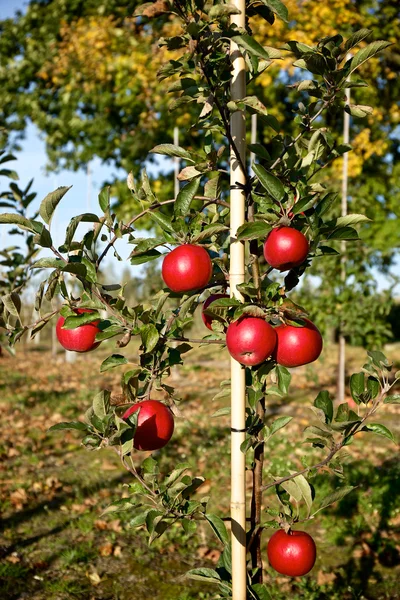 Gren med mange røde æbler - Stock-foto