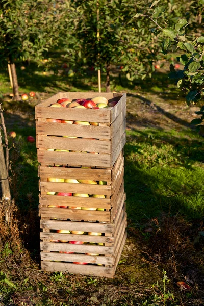 Elma meyve bahçesi içinde malzeme çekme sonra dolu sepeti — Stok fotoğraf