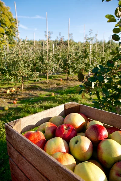 Elma meyve bahçesi içinde malzeme çekme sonra dolu sepeti — Stok fotoğraf