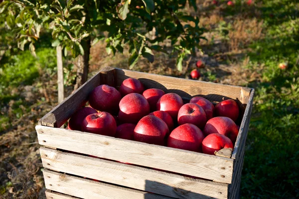 Kundvagnen full av äpplen efter plockning i orchard — Stockfoto